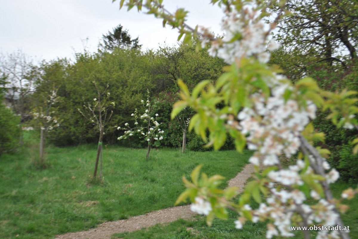 Obststadt Pflanzung